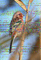 Shortwave Radiogram image