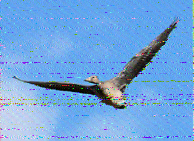 Shortwave Radiogram image