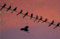 Shortwave Radiogram image