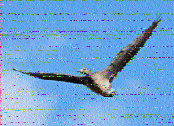 Shortwave Radiogram image