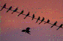 Shortwave Radiogram image