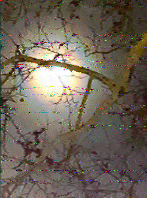 Shortwave Radiogram image