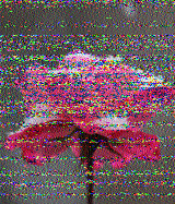 Shortwave Radiogram image