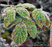 Shortwave Radiogram image