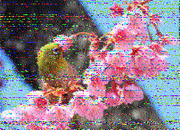 Shortwave Radiogram image