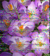 Shortwave Radiogram image