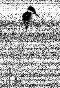 Shortwave Radiogram image