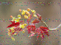 Shortwave Radiogram image