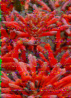 Shortwave Radiogram image