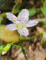 Shortwave Radiogram image
