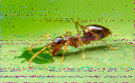 Shortwave Radiogram image