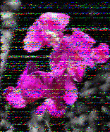 Shortwave Radiogram image