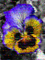 Shortwave Radiogram image