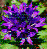 Shortwave Radiogram image