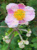 Shortwave Radiogram image