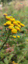 Shortwave Radiogram image