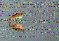 Shortwave Radiogram image