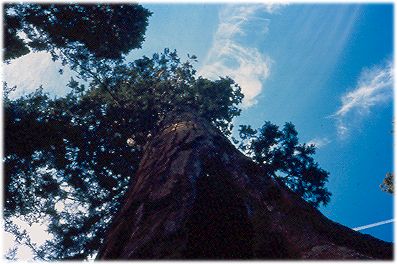a giant sequoia in the Mariposa Grove